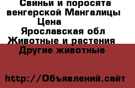 Свиньи и поросята венгерской Мангалицы › Цена ­ 5 000 - Ярославская обл. Животные и растения » Другие животные   